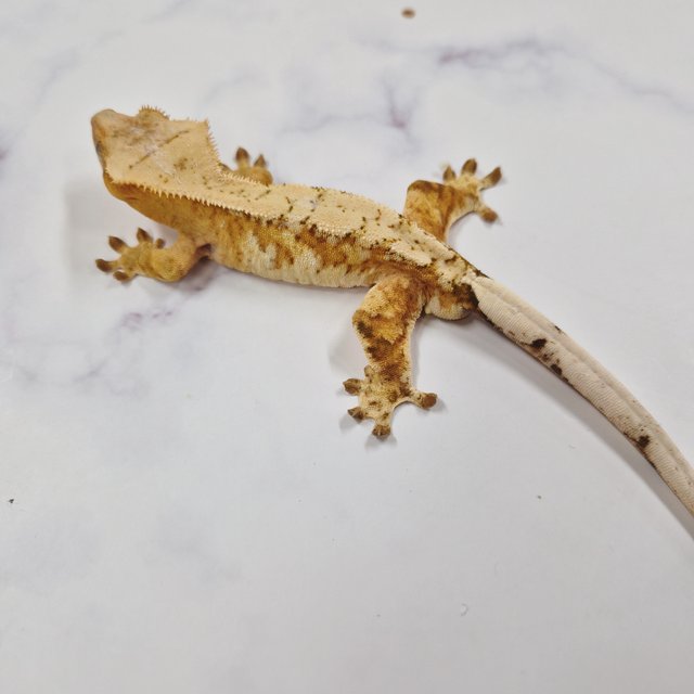 스트로베리 옐로우 크림시클