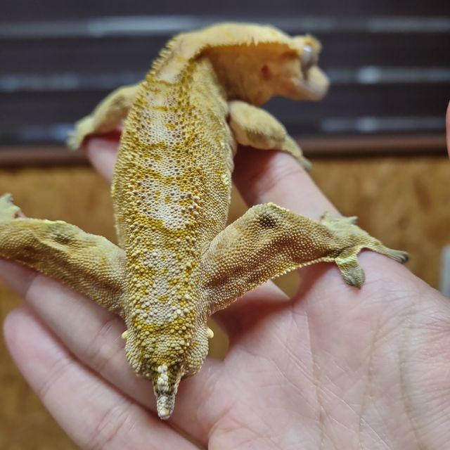 브린들 옐로우