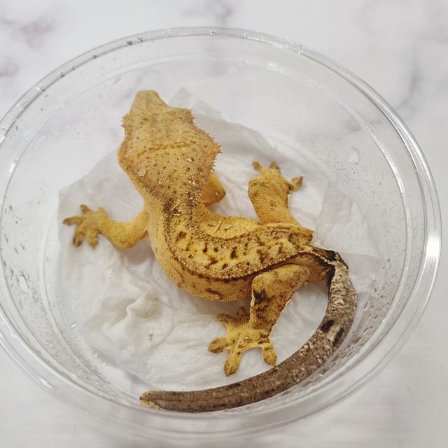 옐로우 팬텀