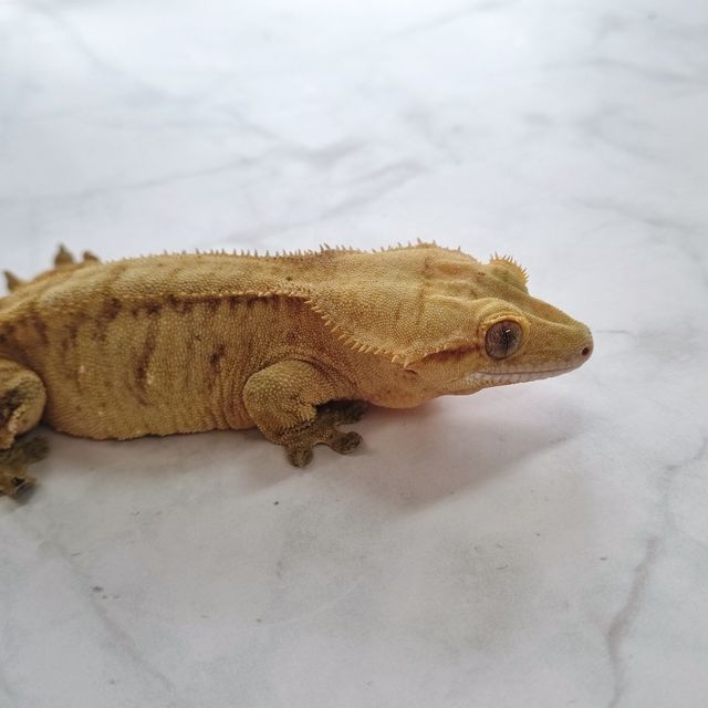 팬텀 옐로우