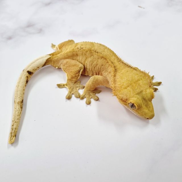 팬텀 벅스킨 옐로우
