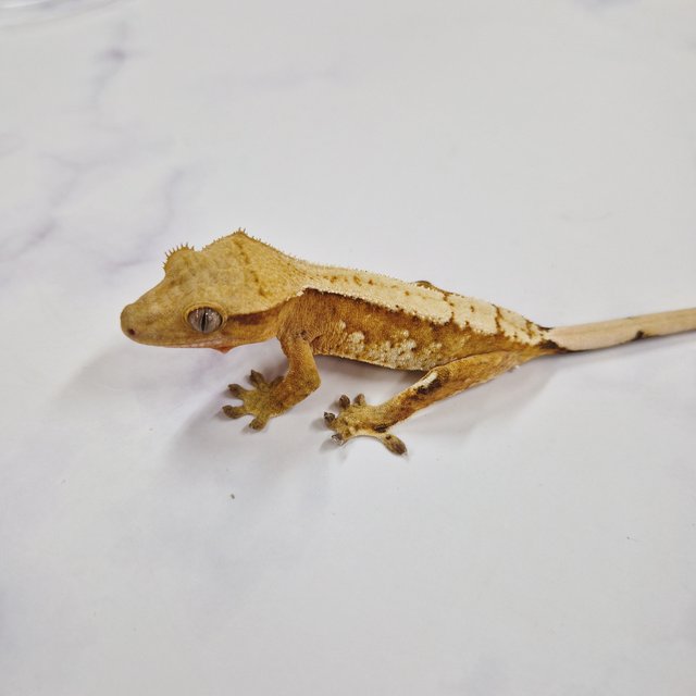 크림시클 스트로베리 옐로우