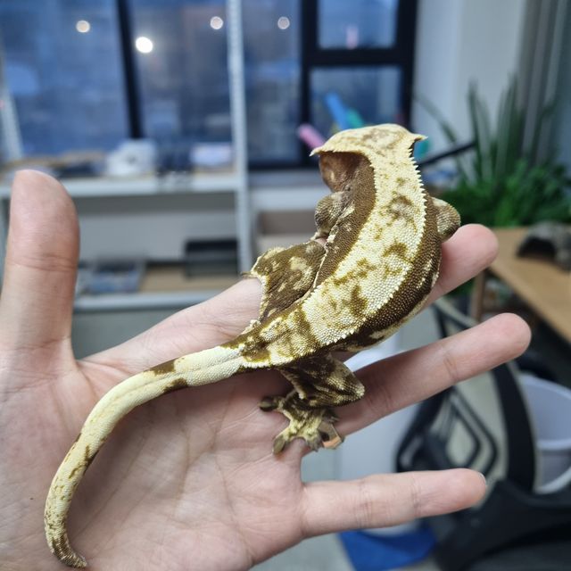 노멀 쿼드