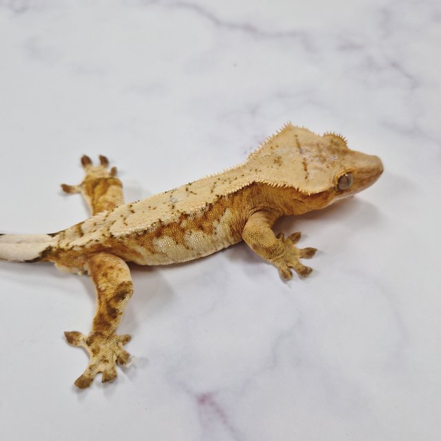 스트로베리 옐로우 크림시클