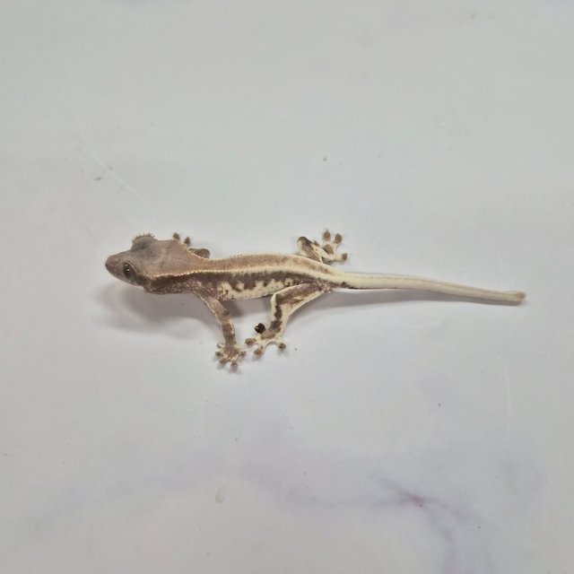 프라푸치노 솔리드백