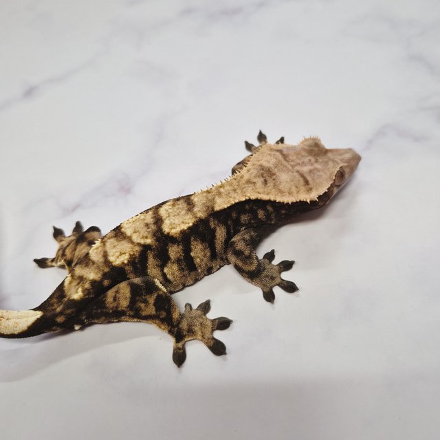 노멀 다크 플레임