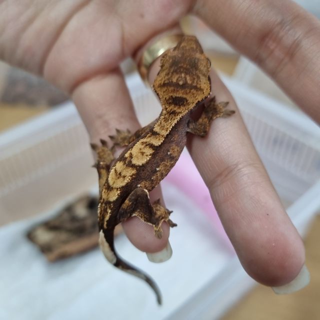 노멀 할리퀸 다크