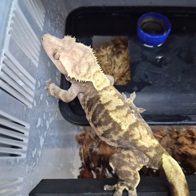 노멀 블랙 다크 타이거