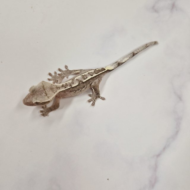 아잔틱 화이트핀