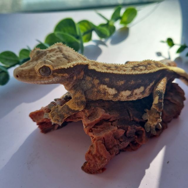 풀핀 엠티백