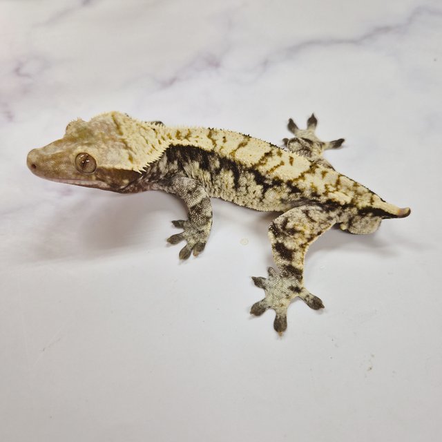 트라이 익스트림할리퀸