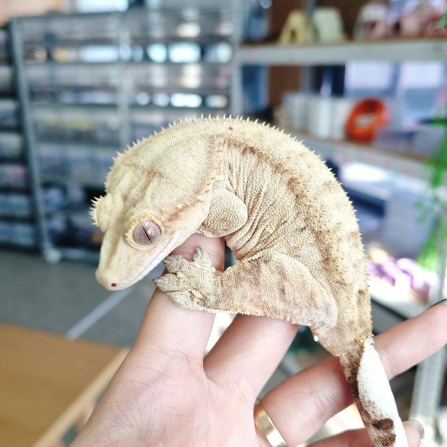 팬텀 옐로우
