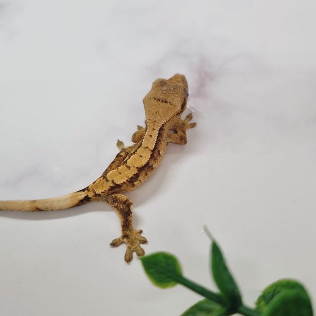 팬텀 옐로우