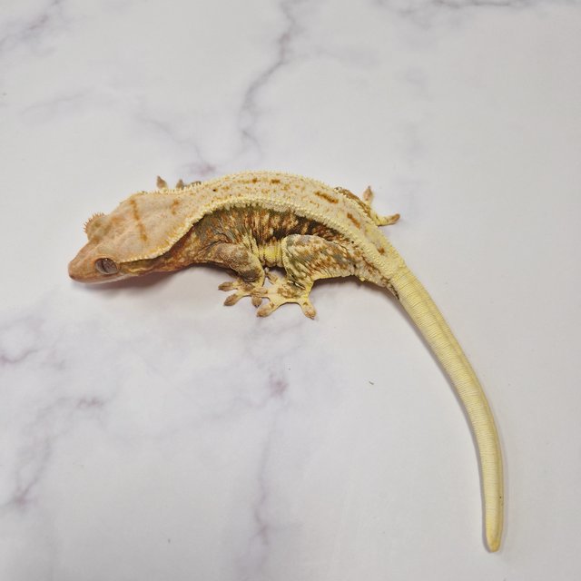 릴리화이트 트라이