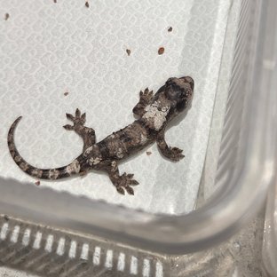 화이트카라