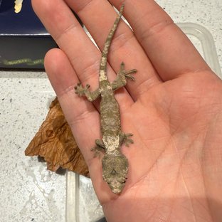 화이트카라