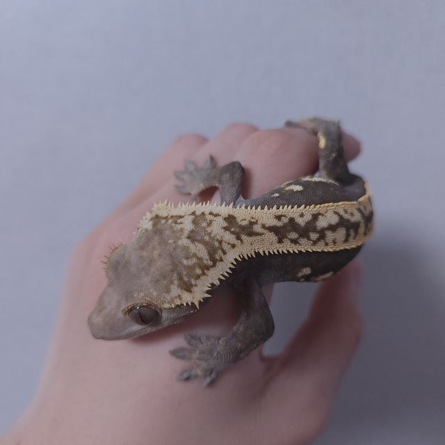 오닉스 엠티백