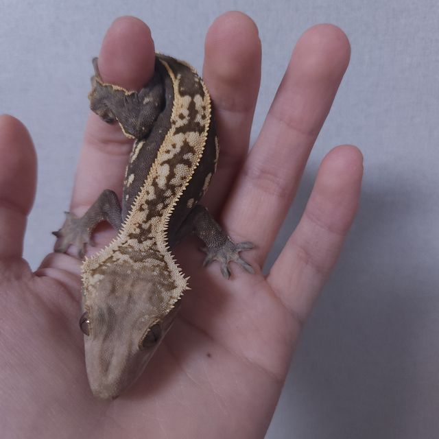 오닉스 엠티백
