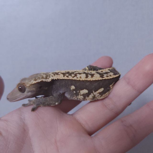 오닉스 엠티백