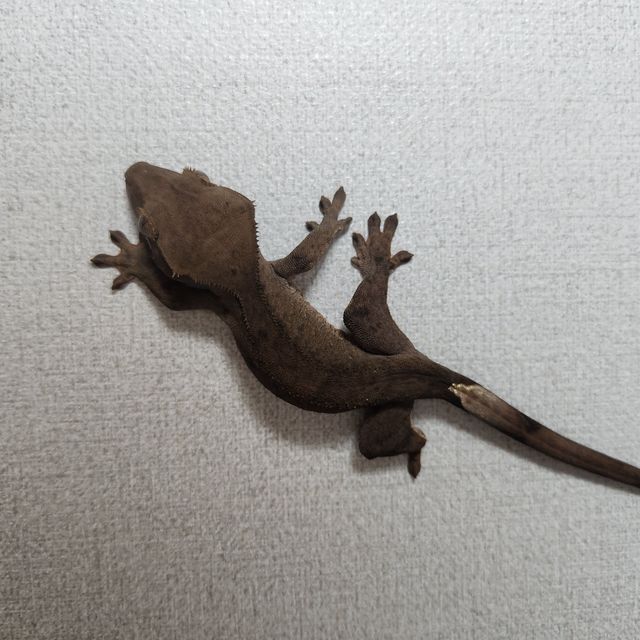 챠콜 다크 벅스킨