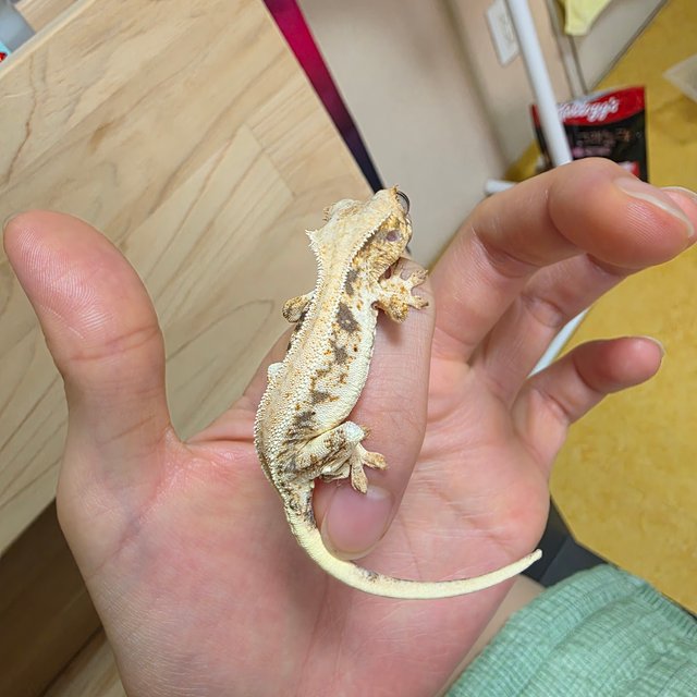 솔리드백 릴리화이트