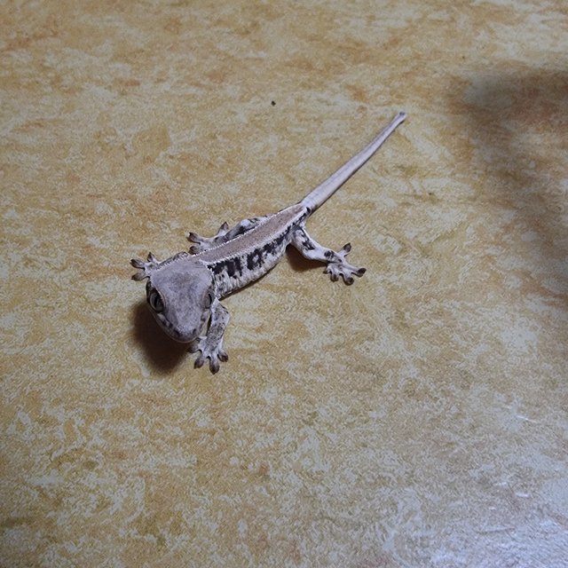 솔리드백 릴리화이트