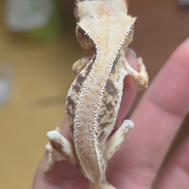 솔리드백 릴리화이트