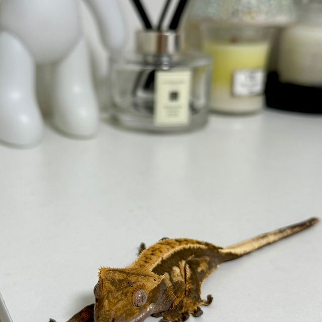 카푸치노 트라이