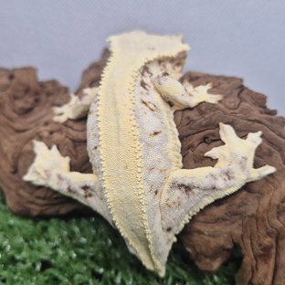 릴리화이트 솔리드백