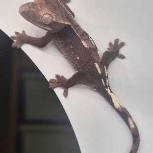 아잔틱