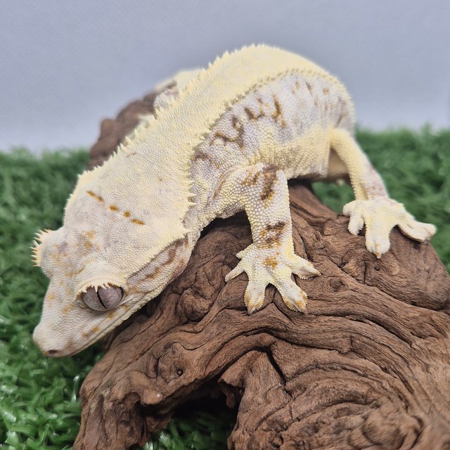 릴리화이트 솔리드백