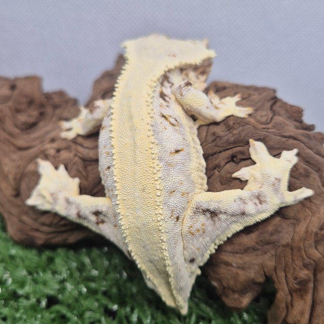 릴리화이트 솔리드백