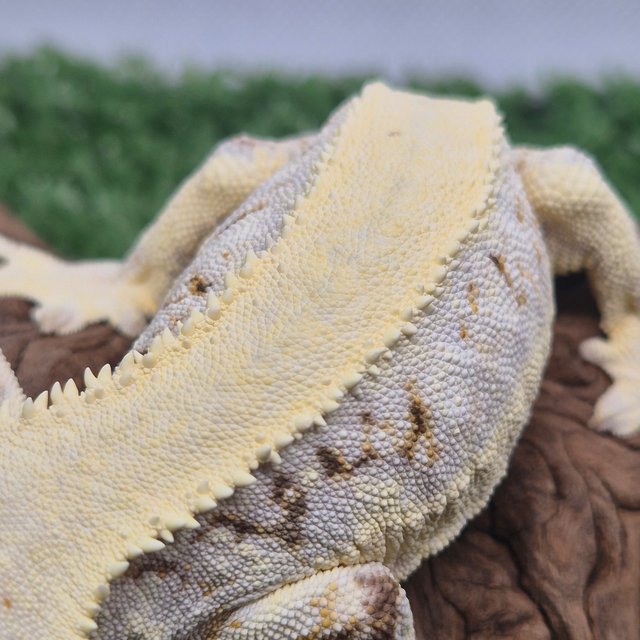 릴리화이트 솔리드백