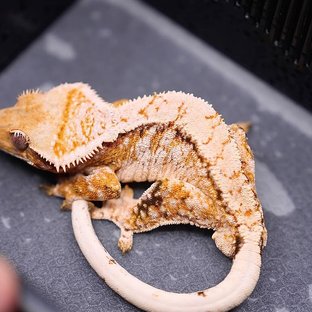 테토