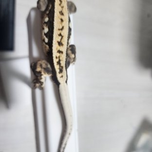 쿼드 화이트스팟 화이트크라운 화이트핀 화이트포트홀 블랙