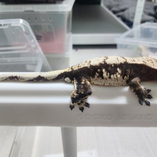 노멀 블랙 다크 화이트스팟 화이트크라운