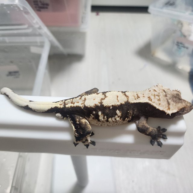 노멀 블랙 다크 화이트스팟 화이트크라운