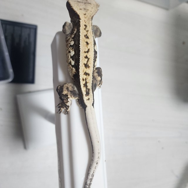 쿼드 화이트스팟 화이트크라운 화이트핀 화이트포트홀 블랙