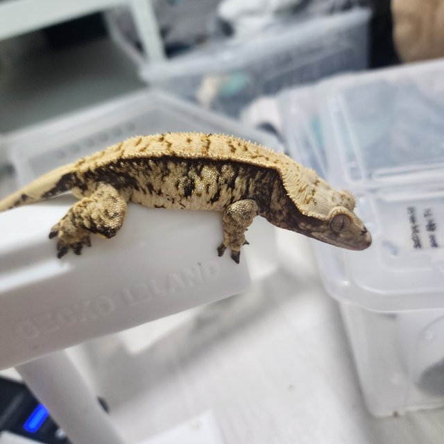 익스트림할리퀸 할리퀸