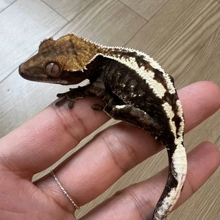세이블
