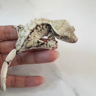 드리피 화이트스팟