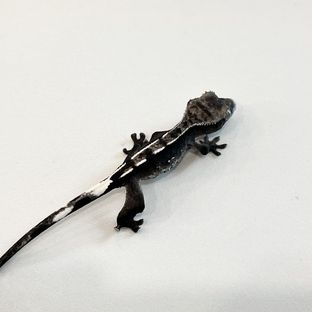 아잔틱
