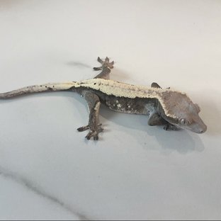 세이블