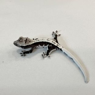 릴잔틱