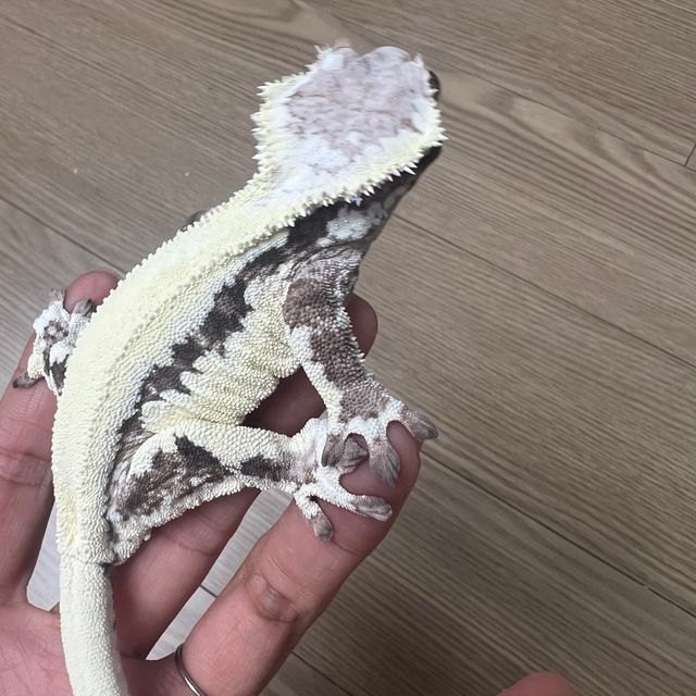 프라푸치노