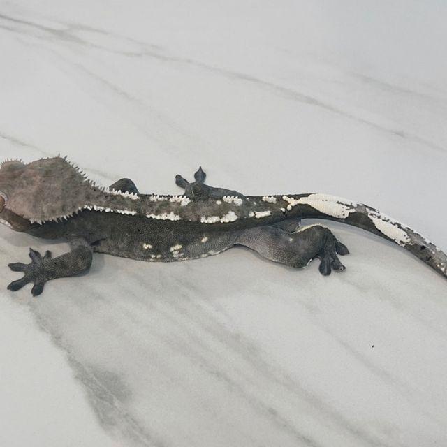 아잔틱