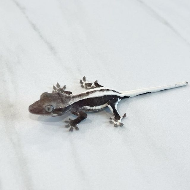 릴잔틱