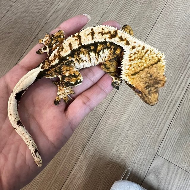 트라이 익스트림할리퀸 텐저린