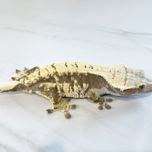 트라이