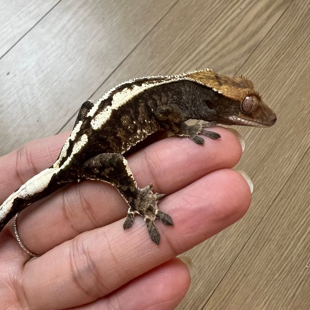 세이블